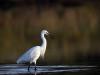 Aigrette Garzette